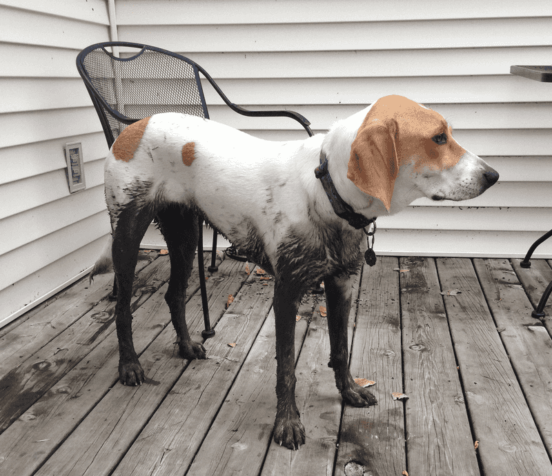 Popularity can decide who gets noticed quickly - These dogs often end up on the wrong side of it 11 Treeing Walker Coonhound