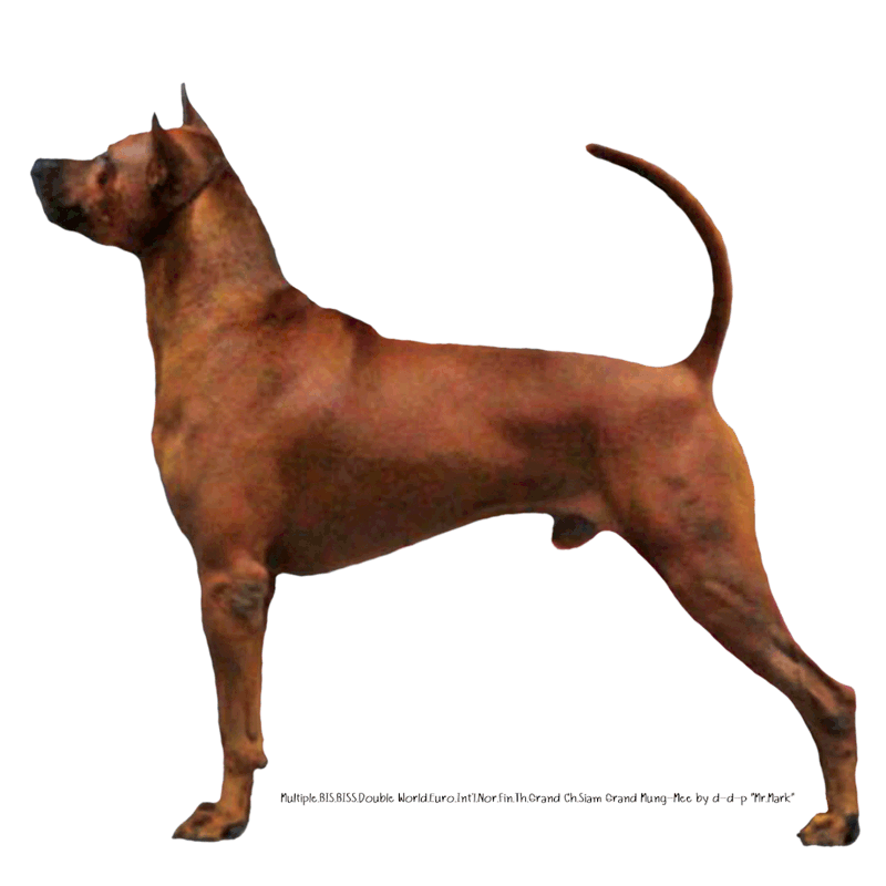 Thai Ridgeback