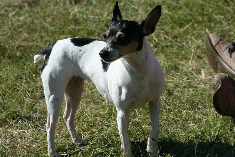 Rat Terrier