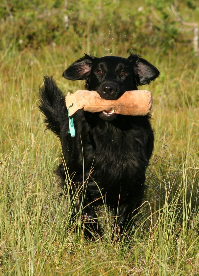 25 Bird Dog Breeds That Balance Hunting Instincts with Family Life 19 Flat-Coated Retriever