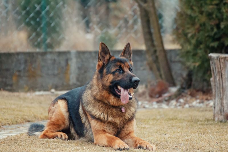 These 11 dog breeds hear the doorbell before everyone else - and make sure you do too 2 German Shepherd
