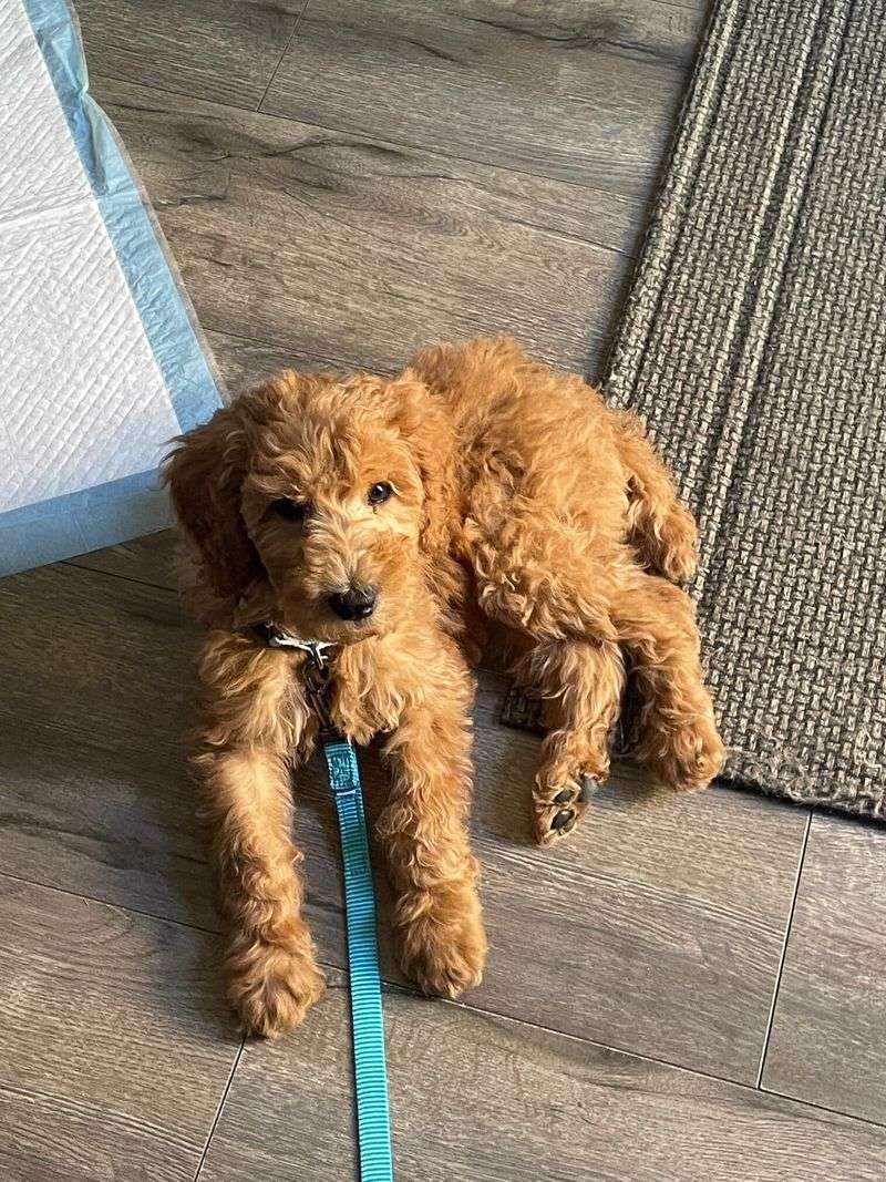 These dog breeds quietly become the heart of countless households 11 Standard Poodle