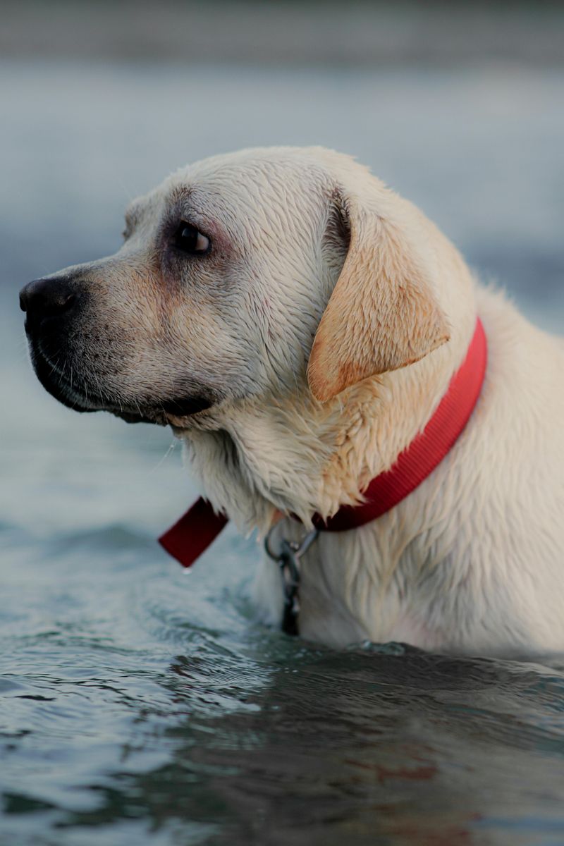11 Water-Loving Dog Breeds That Especially Enjoy Swimming 2 Labrador Retriever