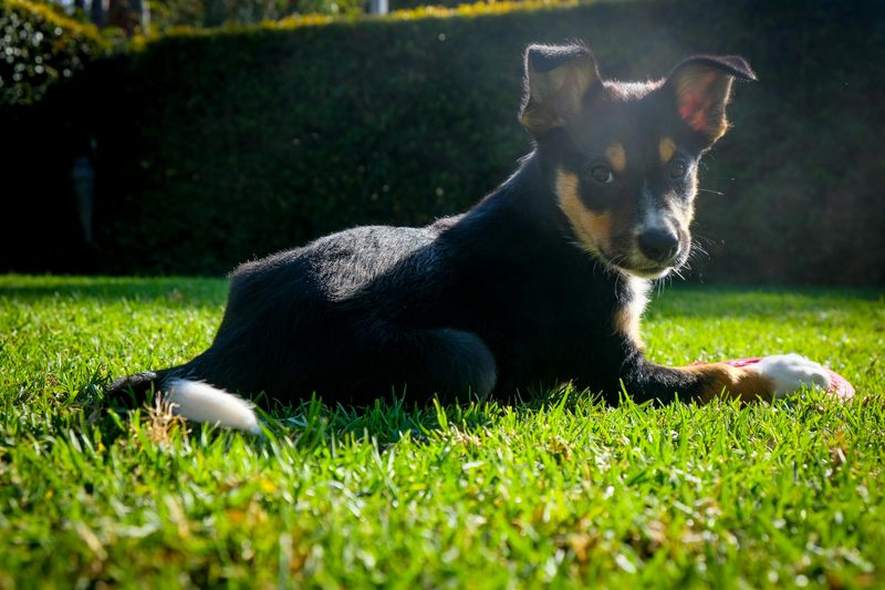 The “Dog Sport Ruined My Pet” Confessions Are Going Viral - 13 Breeds Mentioned Most 8 Kelpie