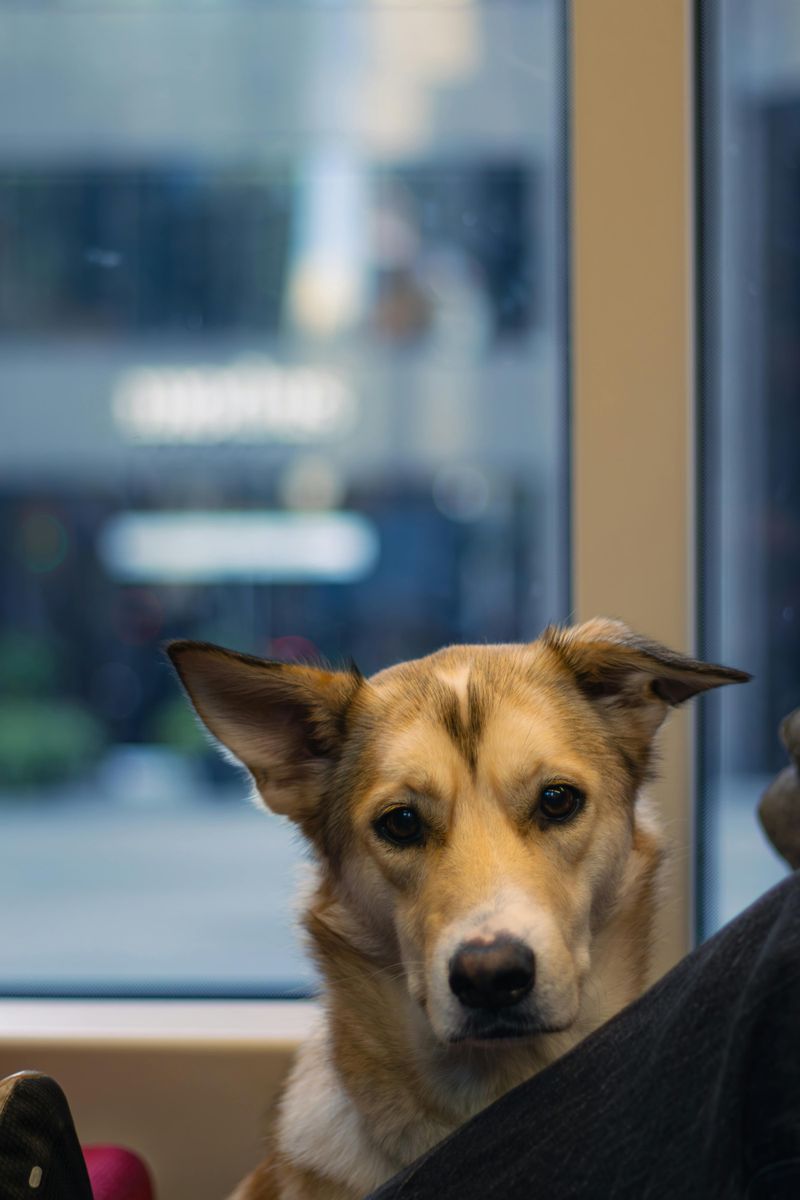 Invading the dog’s personal space