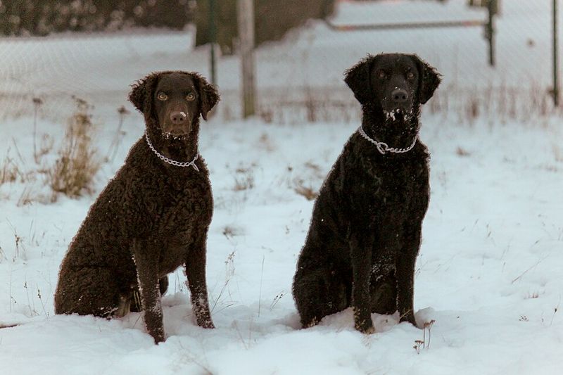 Curly-Coated Retriever