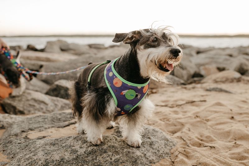 Miniature Schnauzer