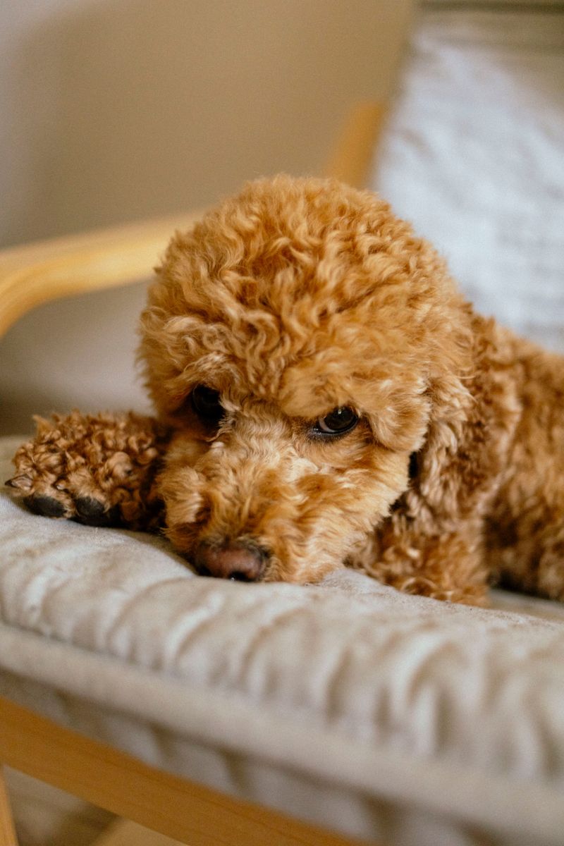 11 dogs made for today's world - plus 4 that still belong in wide-open spaces 5 Toy Poodle