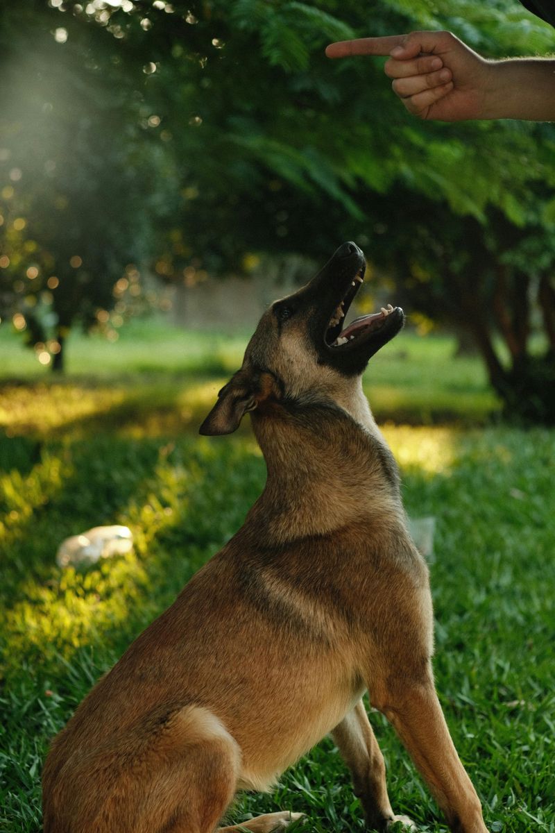 19 Dog Behaviors That Show How Well They Understand Human Emotions 4 Following pointing gestures or direction of gaze