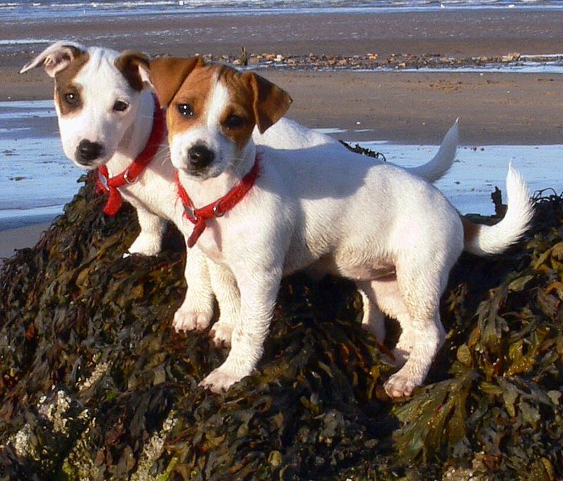 Jack Russell Terrier