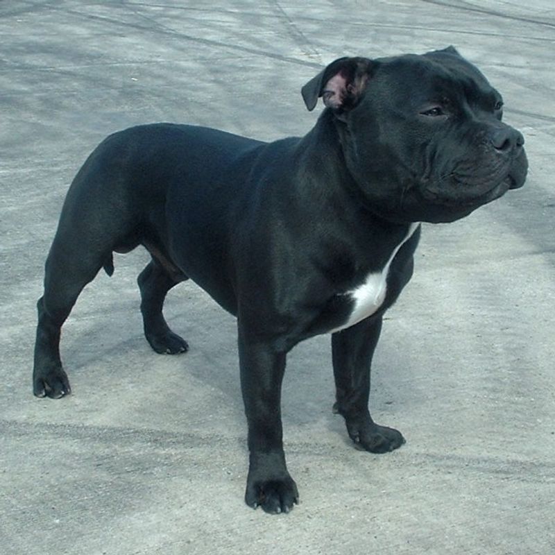 11 dog breeds that may love you more when you give them space - plus 3 that consider space completely unnecessary 15 Staffordshire Bull Terrier