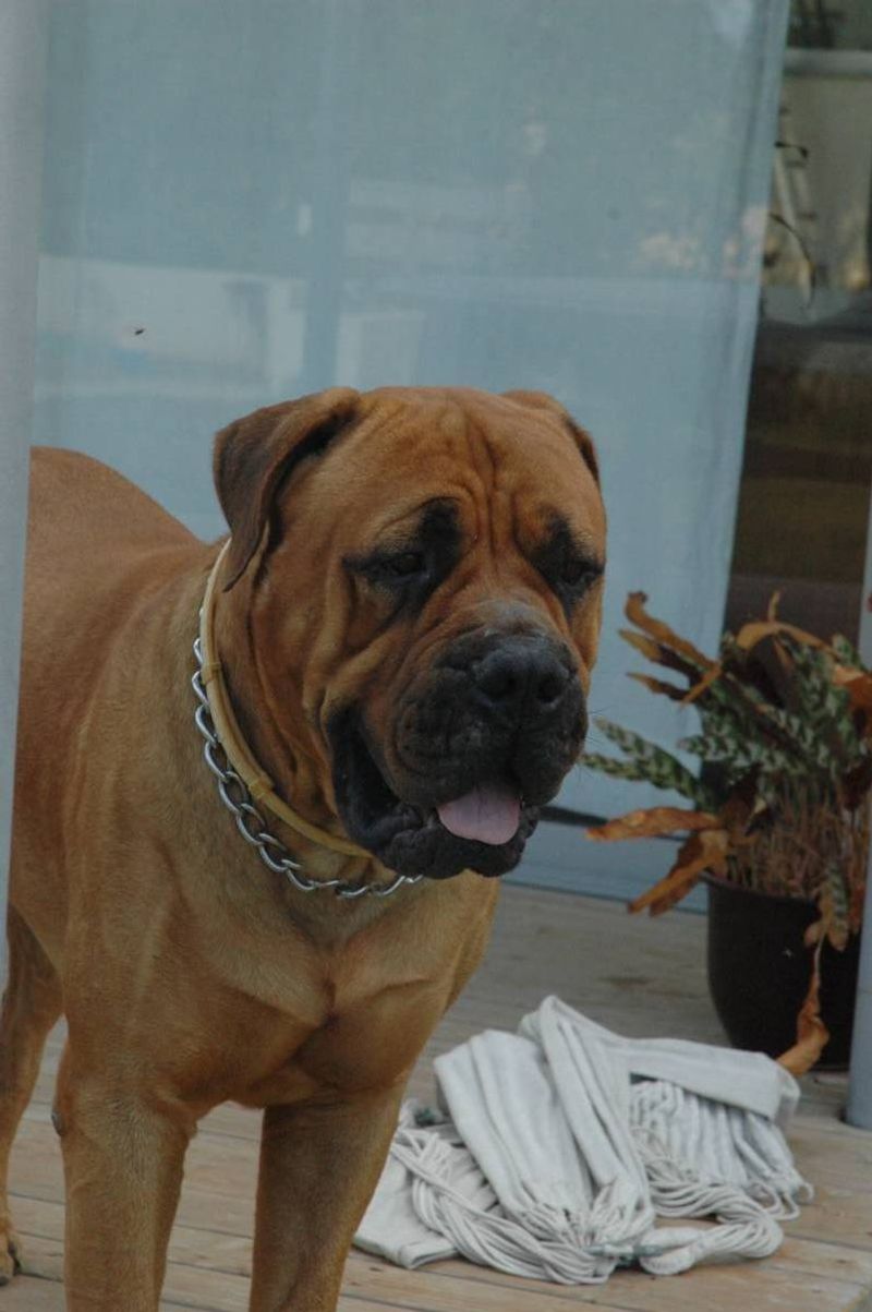 People trust these 12 dogs for protection - then they discover these 4 hidden gems 6 Bullmastiff