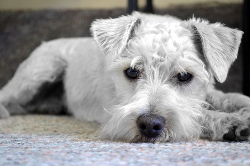 Schnoodle