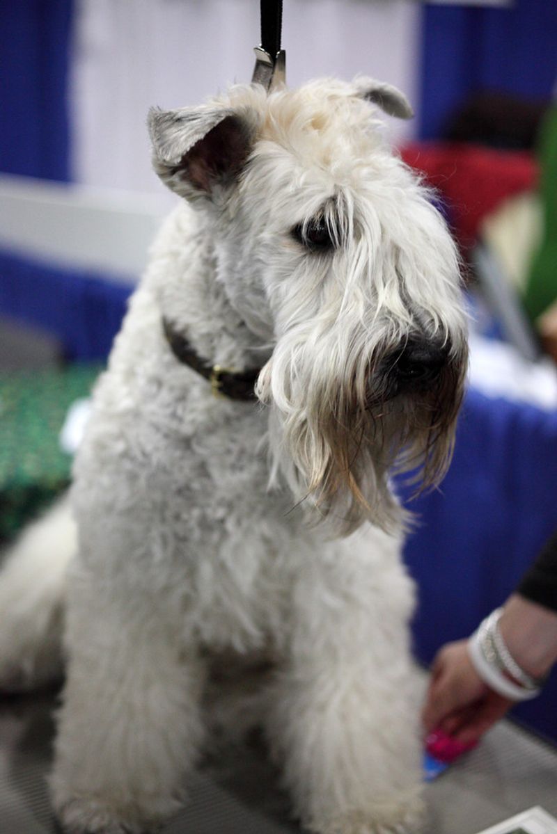 Soft Coated Wheaten Terrier
