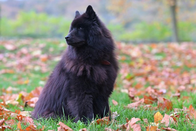 14 dog breeds that seem independent but panic when you leave 3 Chow Chow