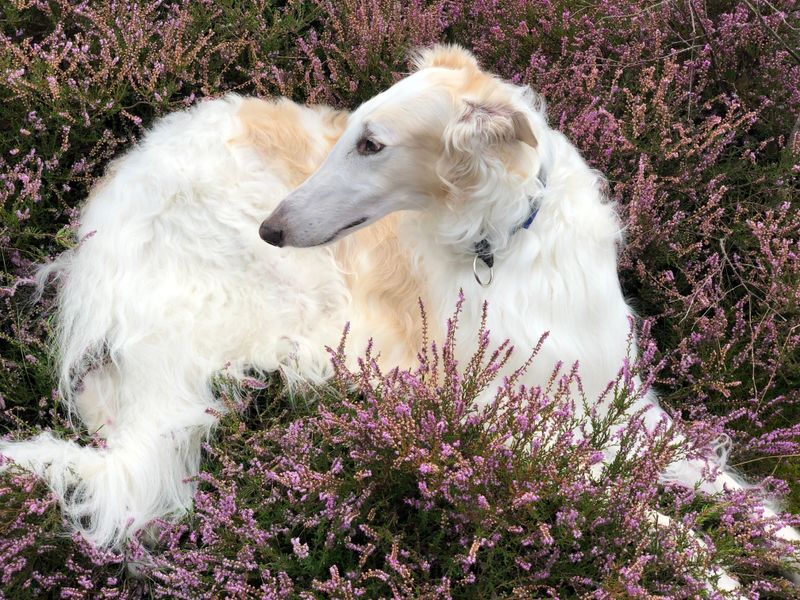 These 11 dog breeds challenge the way people measure intelligence 11 Borzoi