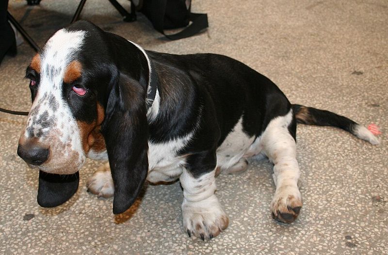 Elevators, footsteps, doors - Some dogs report them all, while these breeds tend to stay quieter 12 Basset Hound