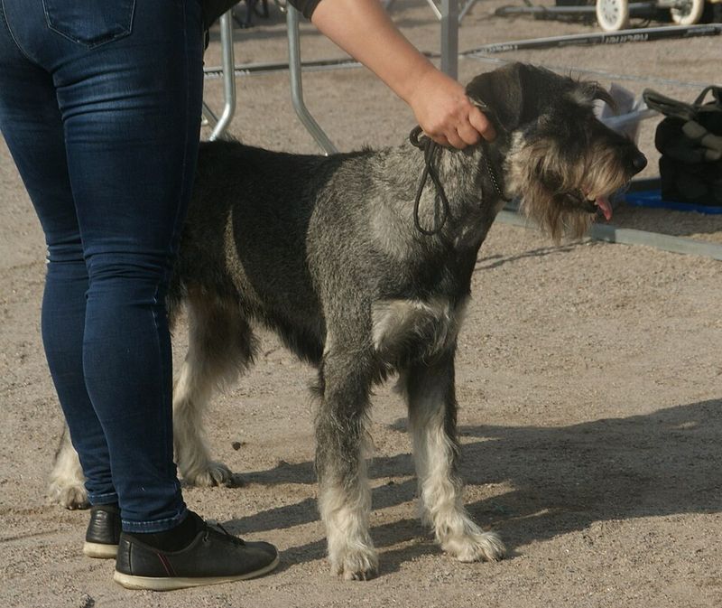 Some breeds get all the hype - These overlooked dogs keep doing the job without it 7 Giant Schnauzer