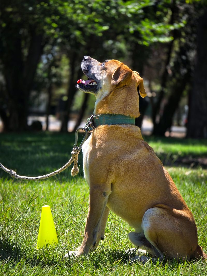 Dogs who dig up the yard are usually trying to tell you one of these 9 things 9 Please notice me