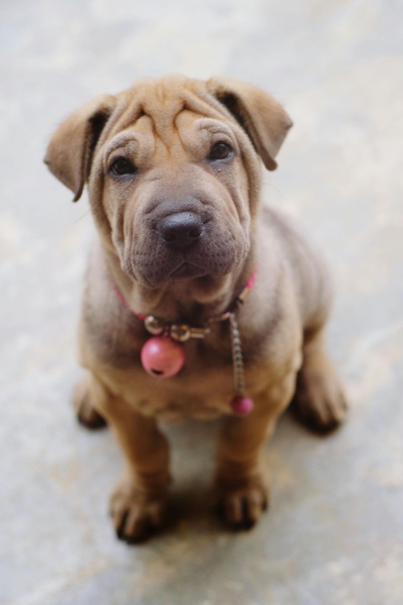Shar Pei