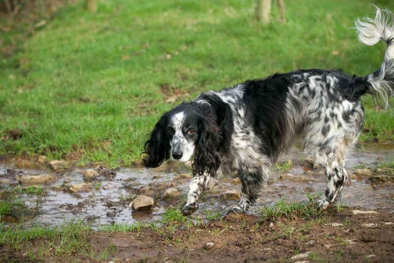 English Springer Spaniel