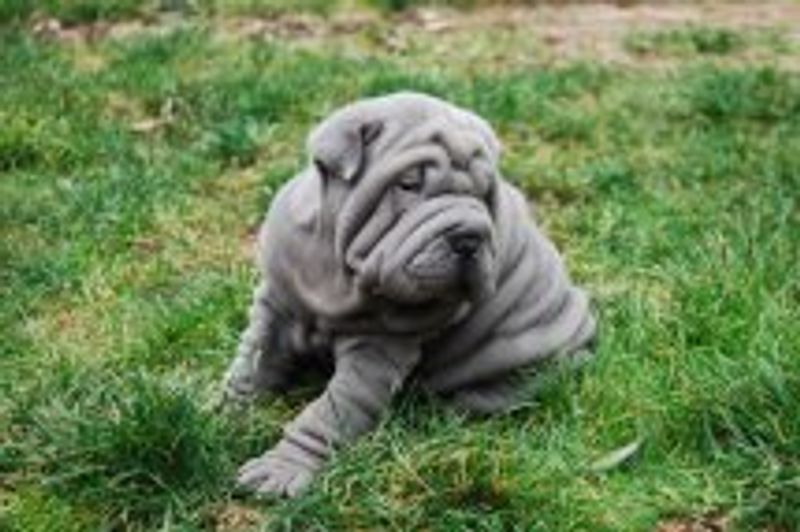 Shar Pei