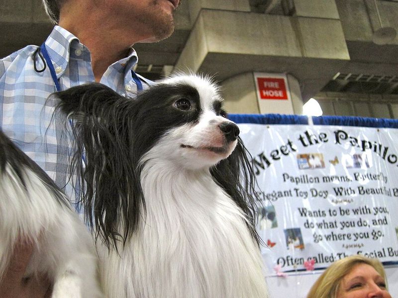 25 Social Dog Breeds That Thrive on Meeting New People 16 Papillon
