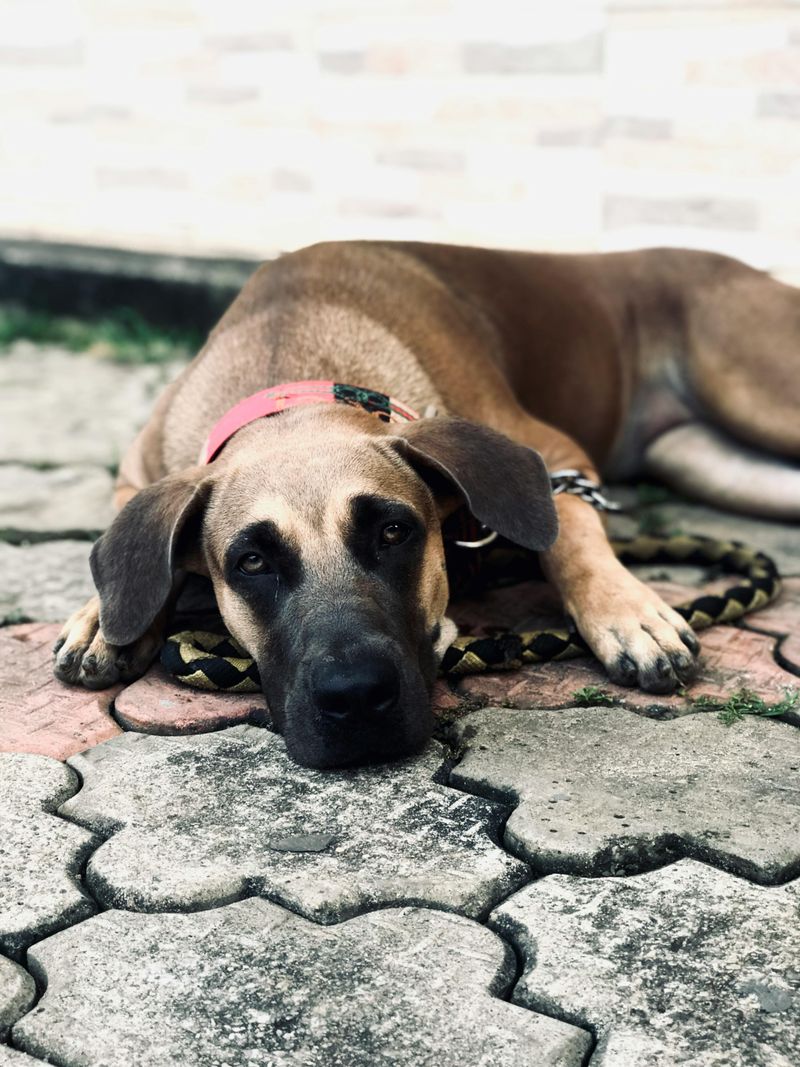 Great Dane