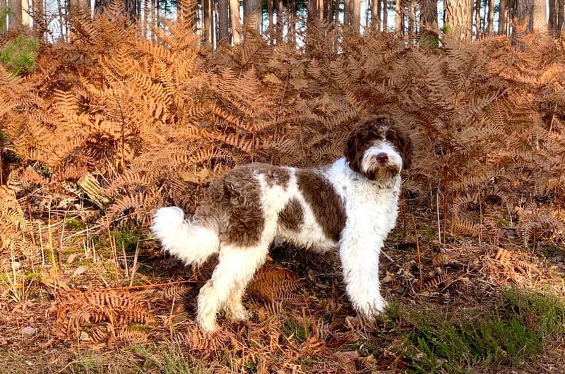 15 breeds that get intensely attached to routines and hate changes 10 Lagotto Romagnolo