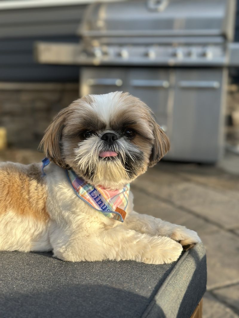 12 companion dog breeds known for deep devotion later in life 3 Shih Tzu