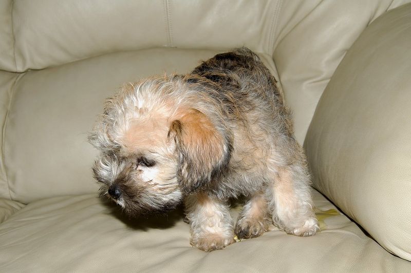 A few famous mixes dominate attention - These unusual combinations barely get mentioned 3 Schnoodle - Schnauzer × Poodle