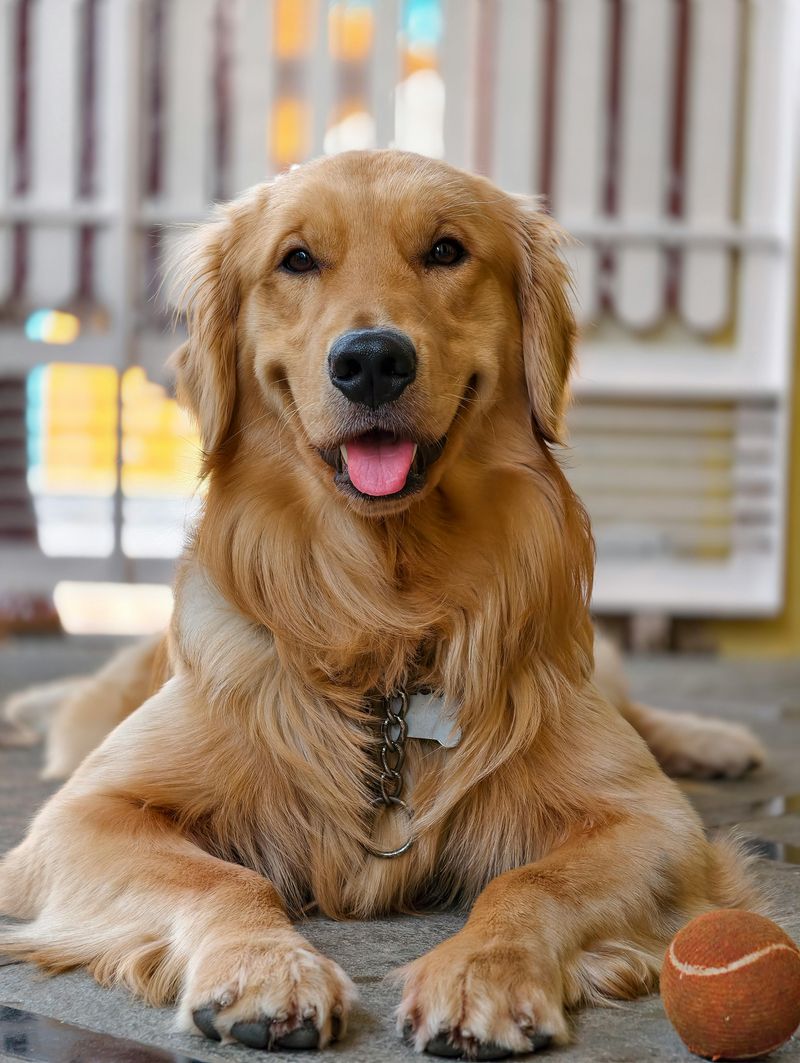 Golden Retriever