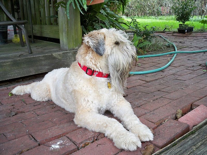 Your sofa doesn't need to grow a second coat every week - These dogs tend to shed less 10 Soft Coated Wheaten Terrier