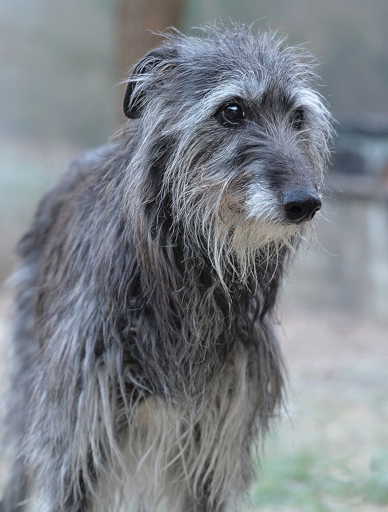 The biggest surprises about giant dog breeds usually happen after adoption 11 Scottish Deerhound