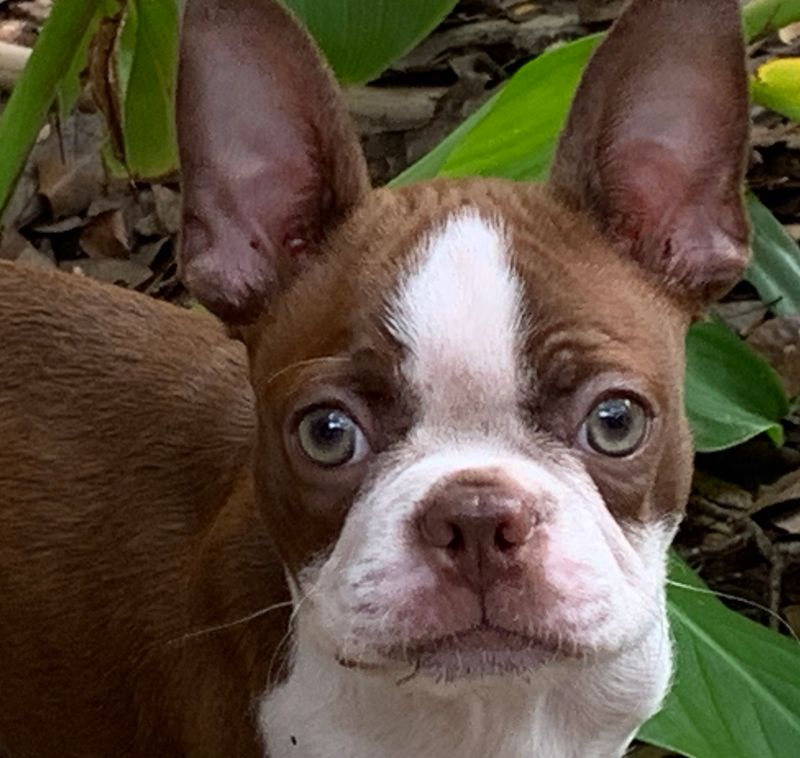 Good luck scrolling past these dog breeds without imagining one in your home 9 Boston Terrier