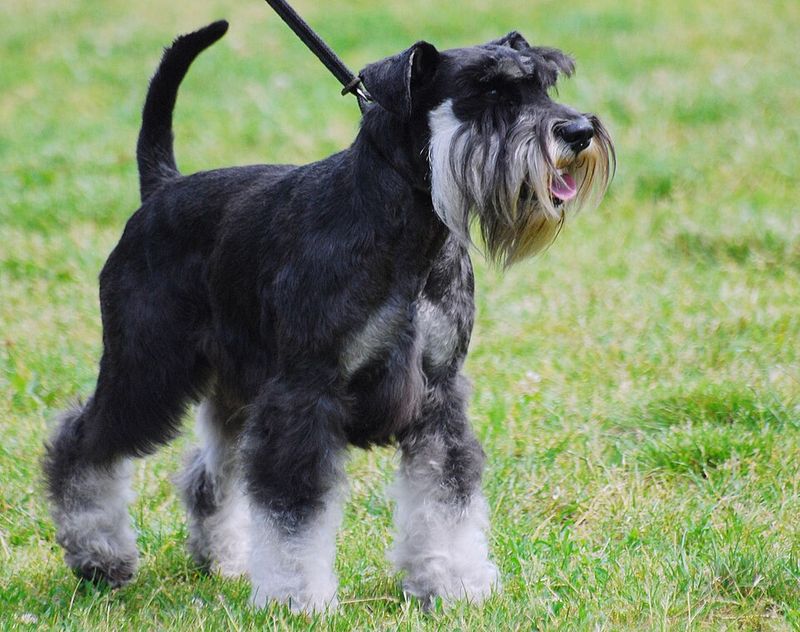 12 highly intelligent dog breeds that pick things up fast 13 Miniature Schnauzer