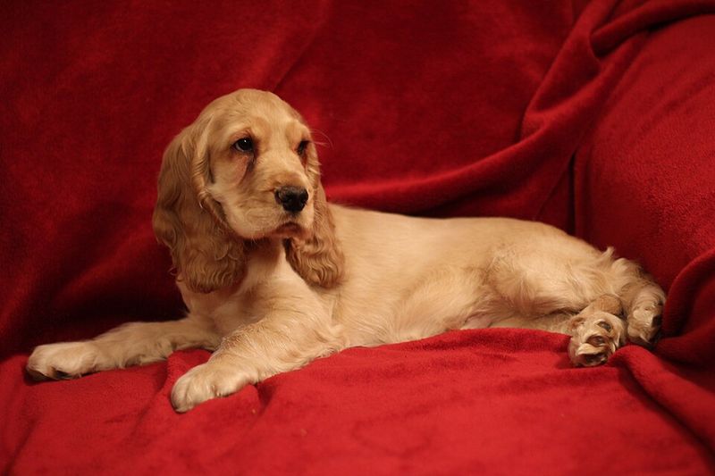 14 dog breeds that struggle when their favorite human changes 7 Cocker Spaniel