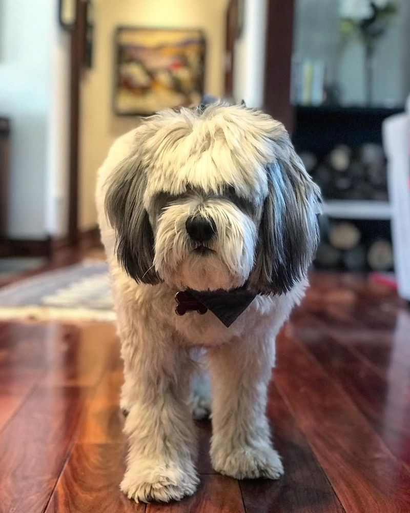 11 Dog Types That Were Named After Tiny Towns Most People Never Heard Of 12 Polish Lowland Sheepdog