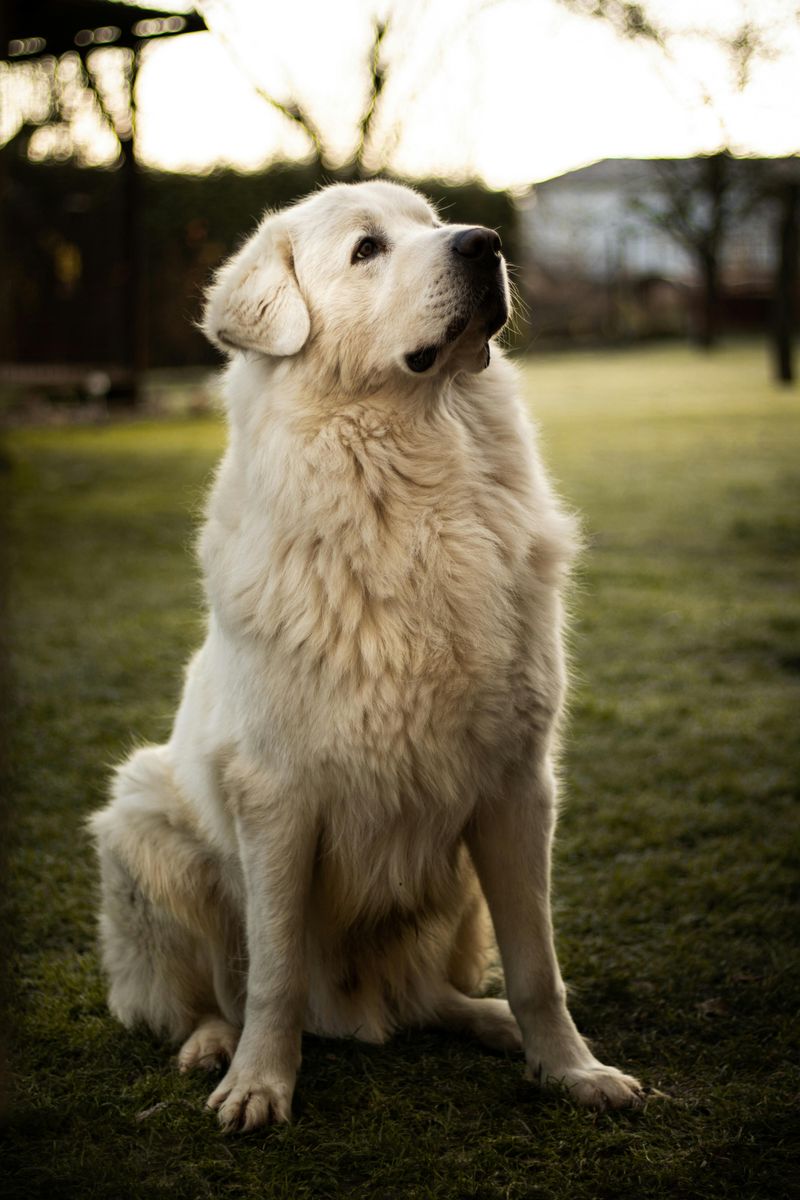 9 Big Dog Breeds That Often Act Like Lap Dogs 8 Great Pyrenees