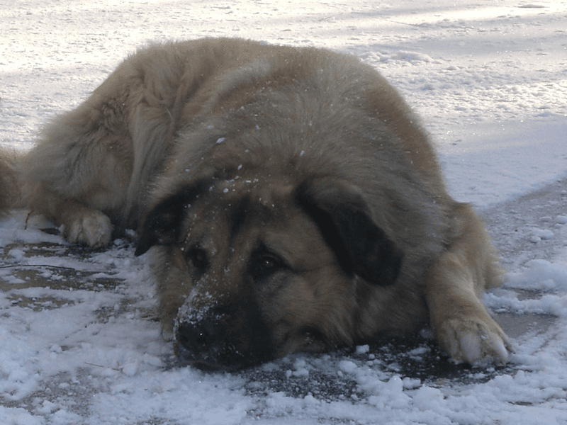 Serra da Estrela Dog