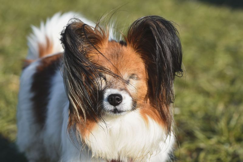 Papillon