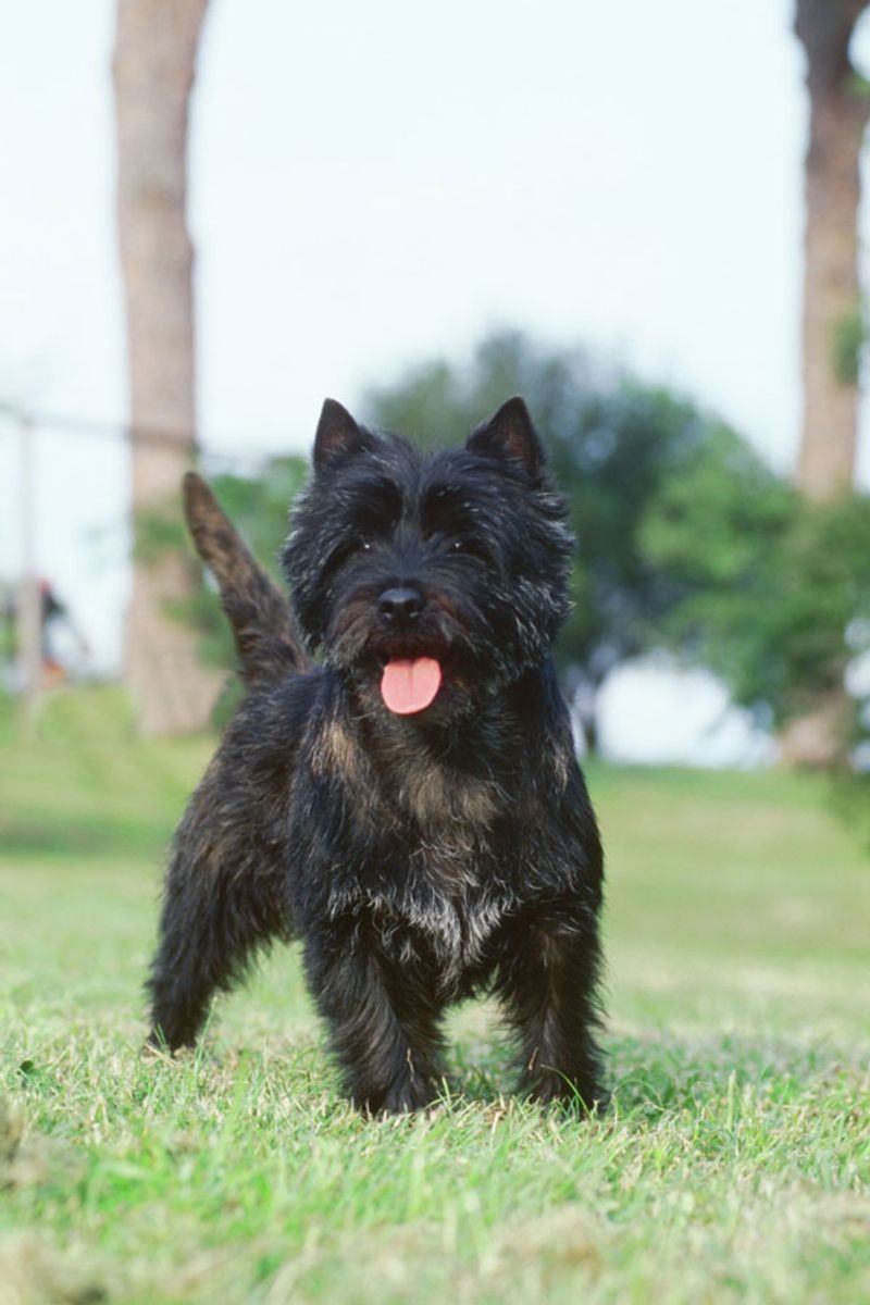 Think a tiny dog will be easy to control? These 13 breeds may surprise you 9 Cairn Terrier