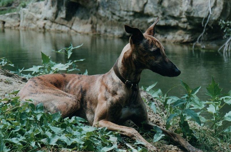 Sometimes the best dog is simply the one that makes everyday life easier 4 Whippet