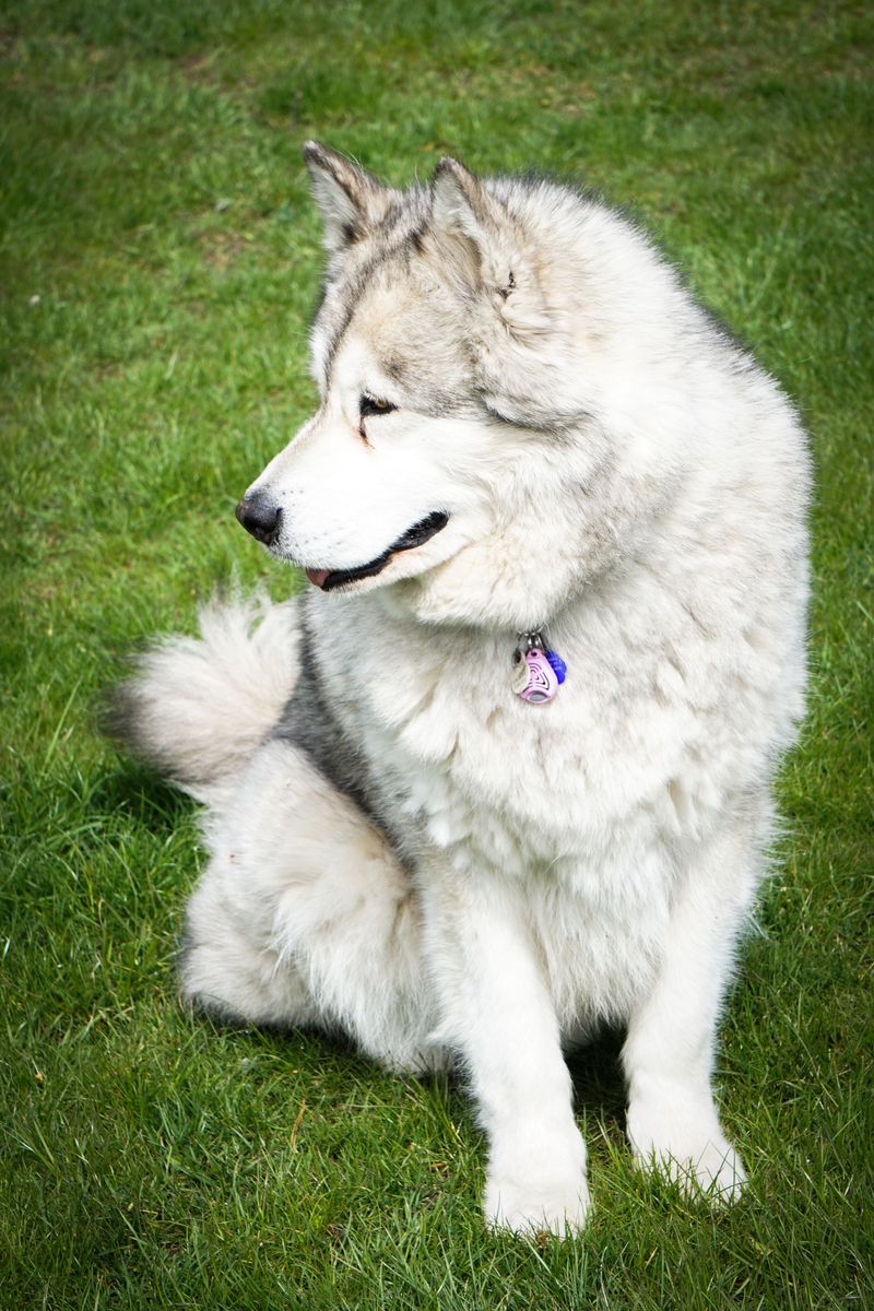 Some dogs can live beautifully with cats - These breeds may make compatibility more complicated 4 Alaskan Malamute