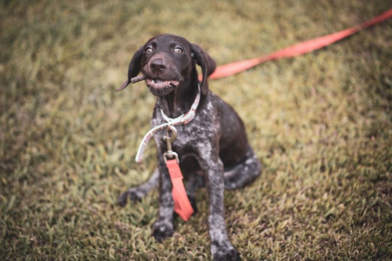 Want a dog but barely have free time? These 12 breeds deserve a look - plus 2 that may be a poor match 15 Poor Match: German Shorthaired Pointer