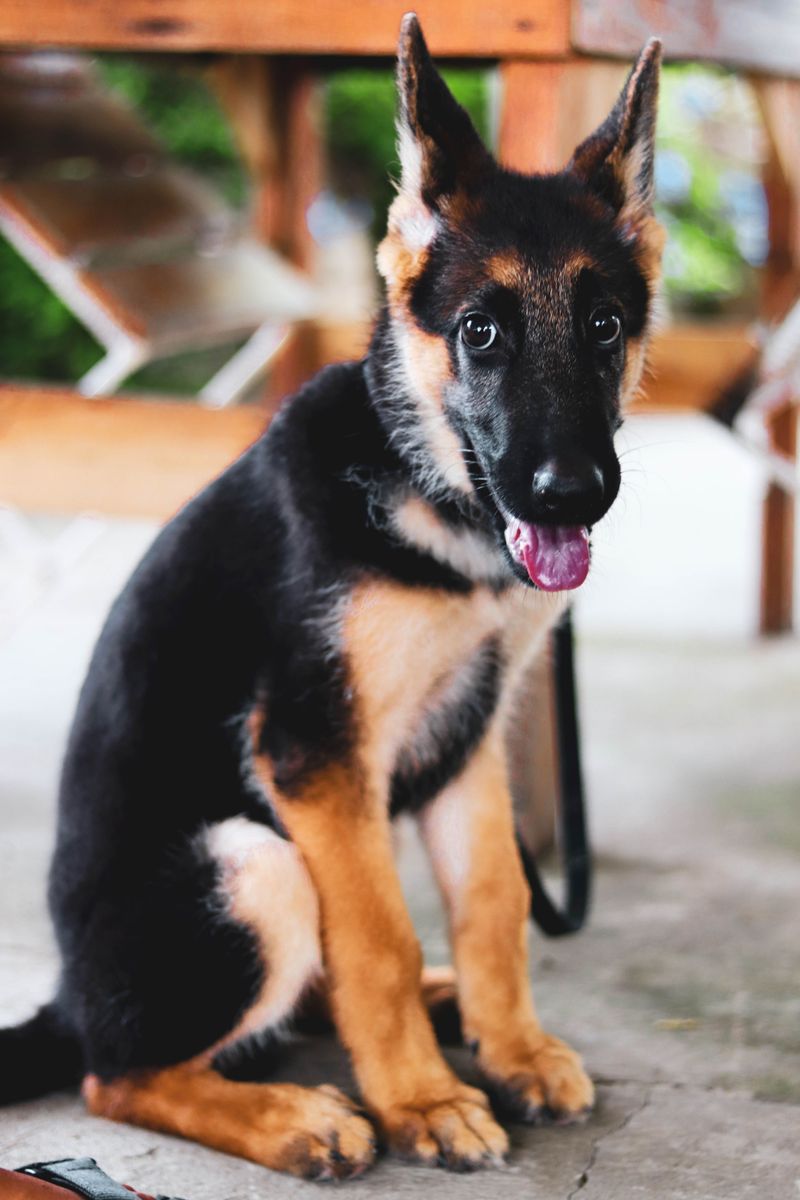 The rehoming story often starts long before the dog leaves - With expectations that were never realistic 3 German Shepherd - More than a uniform