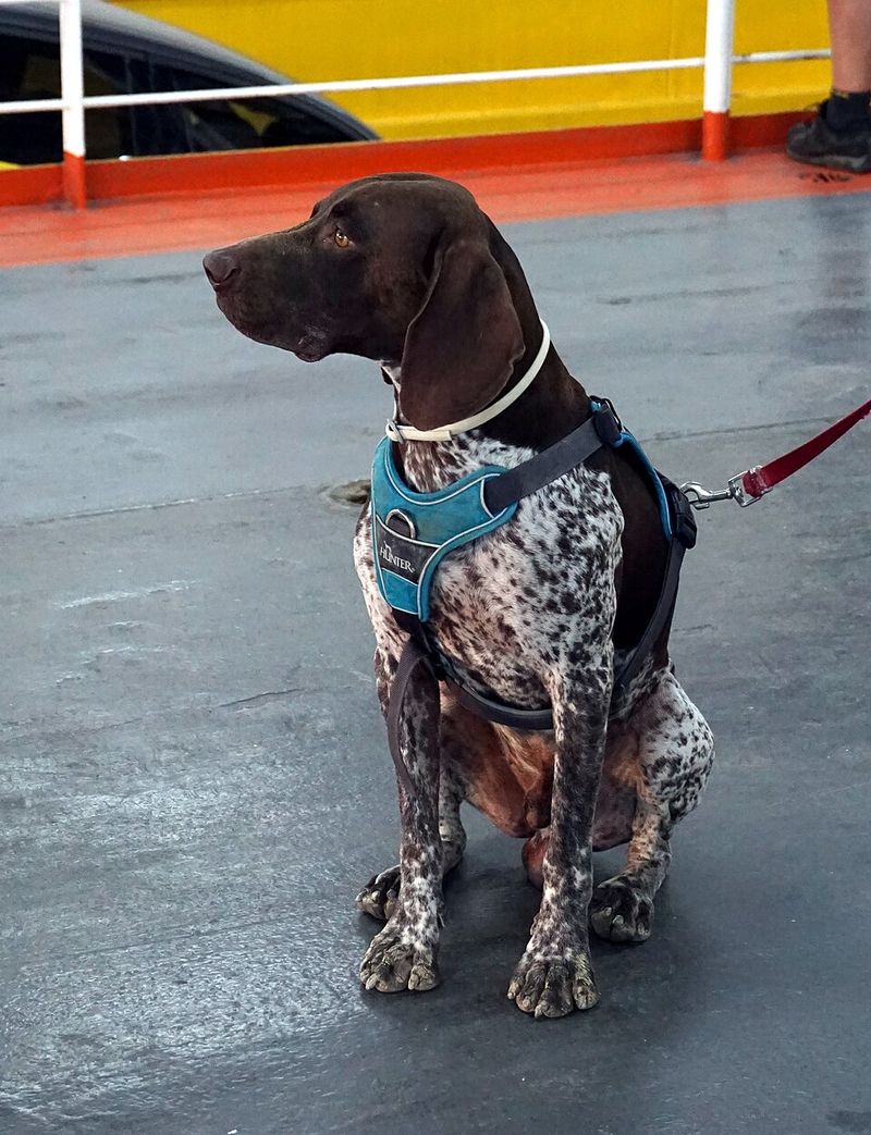 German Shorthaired Pointer - Chaos to Concentration