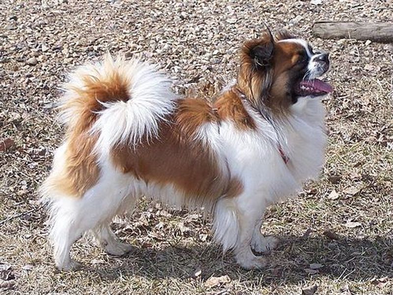 People rarely expect this personality trait from these 15 dog breeds 11 Tibetan Spaniel