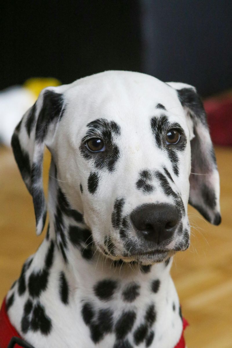 The Lively Dalmatian
