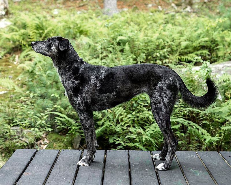 Catahoula Leopard Dog